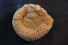 schöner Dogger Ammonit zum fertig präparieren- Edelsfeld, Oberpfalz, Bayern #271