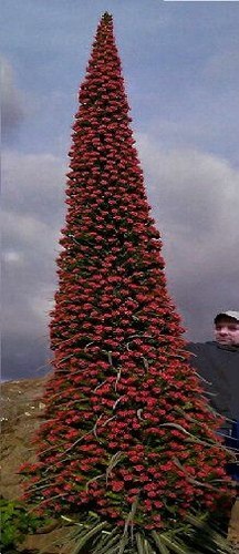 Roter natternkopf ganzjährige - roter,