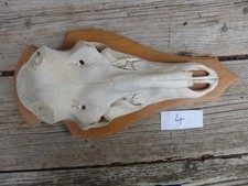 echter Rothirschschädel / Abwurfstangen / Basteln 4