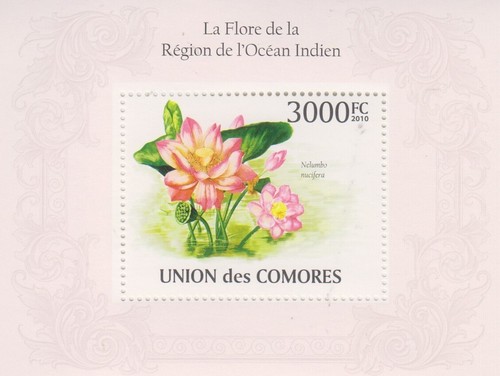 Blumen orchideen komoren - blumen,