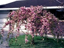 Japanische Hänge-Nelkenkirsche KIKU SHIDARE ZAKURA veredelt 160-170 im Container