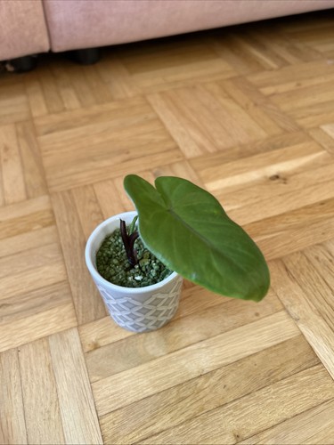 Alocasia macrorrhiza black - macrorrhiza,