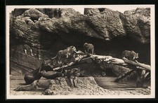 AK Hamburg-Stellingen, Löwen