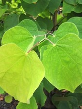 Cercis canadensis Rising Sun -