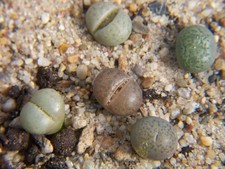5x  lebende Steine- Lithops -