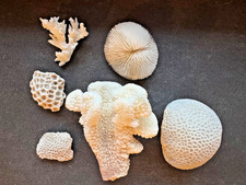 6 Steinkorallen Hirnkoralle