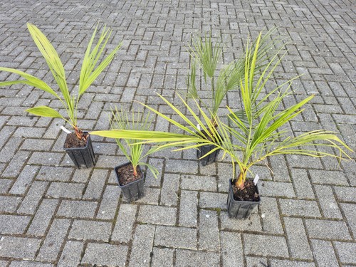 Chamaerops humilis - 2,