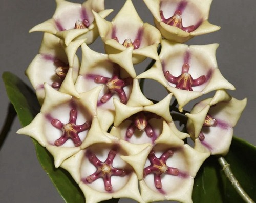 Hoya archboldiana rooted - archboldiana,