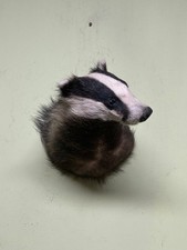 Dachs Kopf Präparat