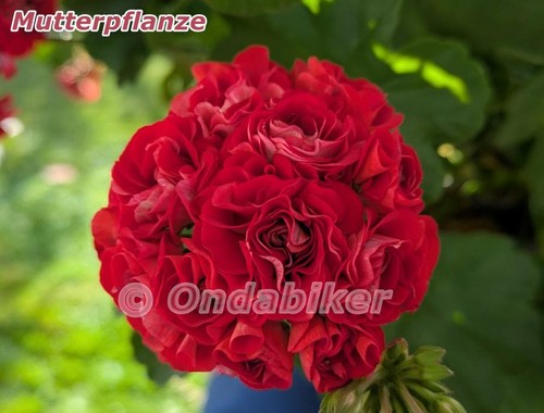 Scarlet rambler rosebud - scarlet,