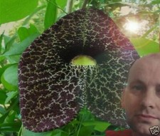 Gespensterpflanze ganzjährige