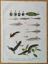 Molch Triton Schinz/Brodtmann