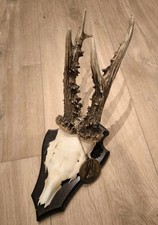 kapitales Rehbockgeweih Geweih