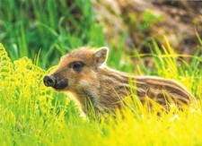 AK Frischling - DJH Spendenkarte - unbeschrieben & nicht versandt