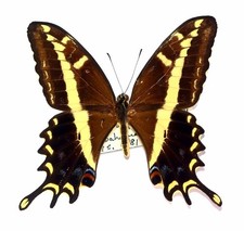 LEPIDOPTERA, PAPILIONIDAE
