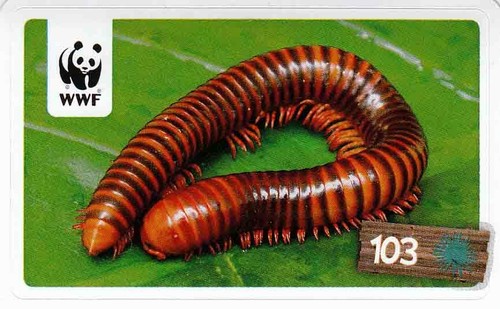 Rewe wwf tier - rewe, abenteuer