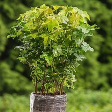 10 Stück XXL Topfpflanzen