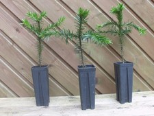 Chilenische Andentanne