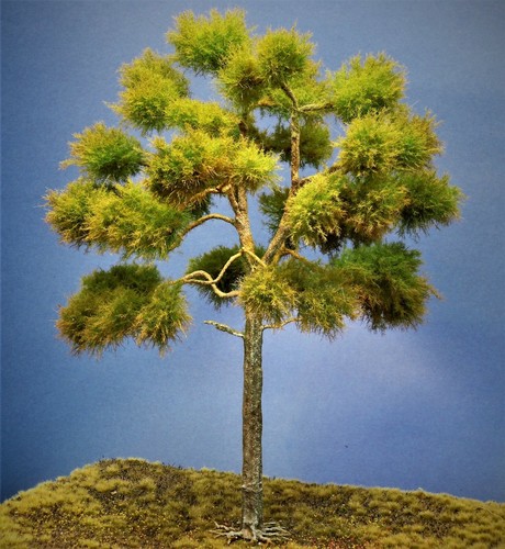 Diorama modell nadelbäume 1 - diorama, nadelbäume,