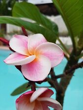Frangipani Plumeria - einstämmige Pflanzen - verschiedene Varianten - Top Preis
