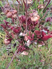 Sarracenia purpurea Saatgut