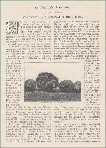 Animal vegetable hedgehogs - animal,
