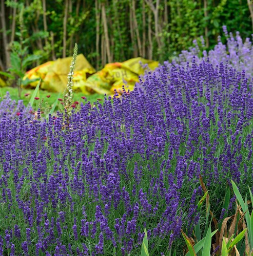 Echter lavendel hidcote blue - lavendel,