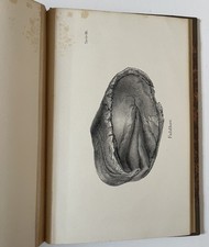 Prof. V. Prosch Haandbog Beslaglaeren, Pferde, Pferde Medizin, Veterinärmedizin