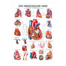 Das Herz Mini-Poster Anatomie 34x24 cm medizinische Lehrmittel