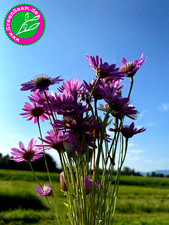 PAPIERBLUMEN MIX ? 200+ Samen ☀️ Sommerblume violett weiß