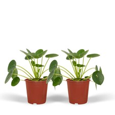 Pilea Peperomioides –