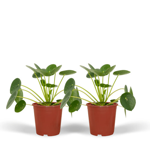 Pilea peperomioides - peperomioides, –