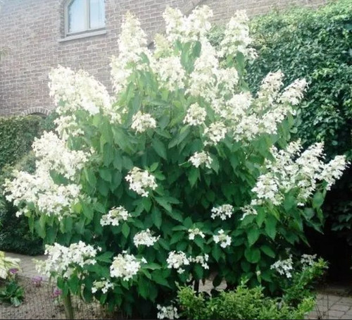 Hortensie levana - hortensie,
