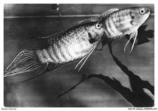 AOAP8-0572-TIERE - Makropode