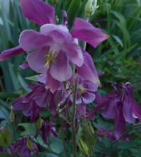 Akelei Weinrot Lila Staude winterhart mehrjährig 2 Pflanzen mit Wurzelballen
