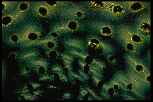 452062 tridacna muschel - 452062,