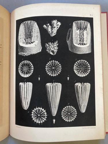 British fossil corals milne - corals,,