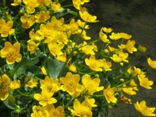 Sumpfdotterblume caltha - sumpfdotterblume,
