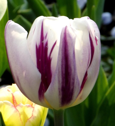 Tulpenzwiebeln - (◕‿◕)\@,