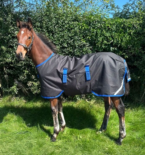 Horseware amigo ripstop - horseware,