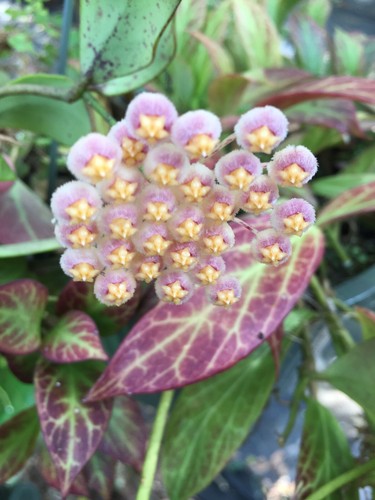 Hoya obscura major - obscura,
