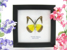 Chocolate albatross - echter