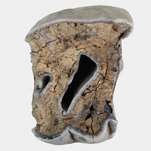 Molar antiquitatis - molar, c.