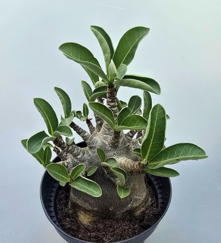 Sehr schöne adenium - adenium, baobab