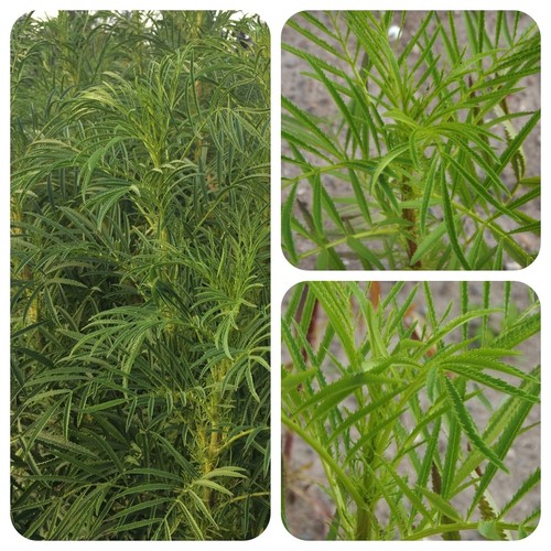 Mexikanische gewürztagetes - mexikanische,