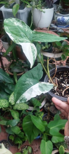 Syngonium albo variegated - syngonium,