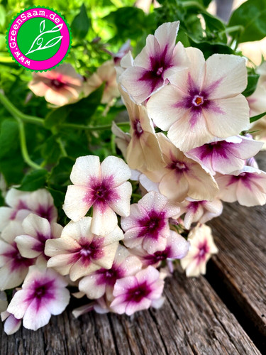 Phlox drummondii cherry - phlox,