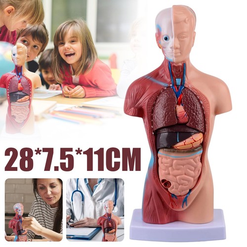 Torso körpermodell herz human - körpermodell,