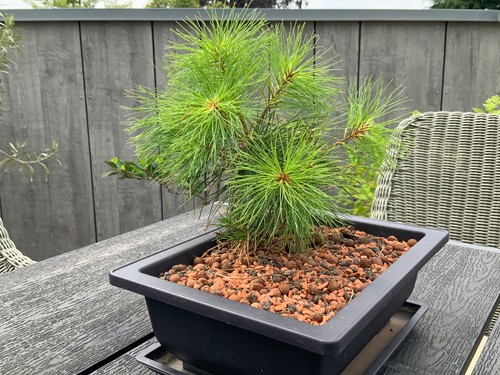 100 bonsai kiefer - bonsai, +