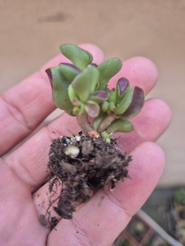Crassula ovata gimli rooted - crassula,